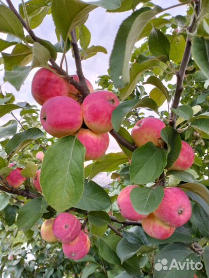 Яблоки домашние