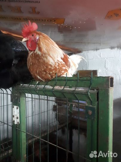 Молодые петухи