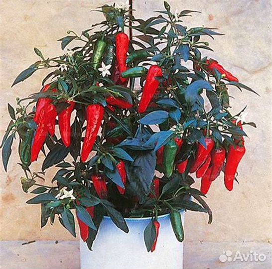 Перчик острый