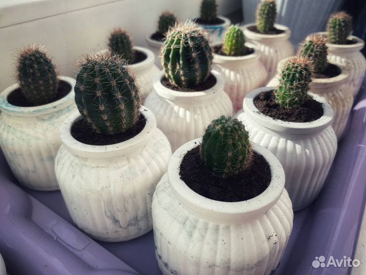 Флорариум кактусы в горшочках ручной работы