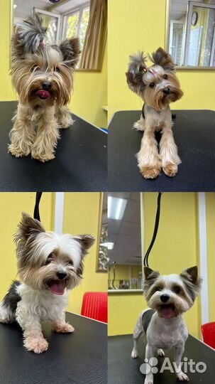 Груминг кошек и собак, уз чистка зубов