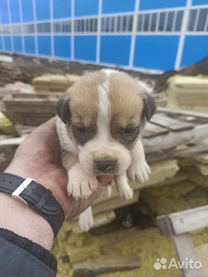 Четыре девочки в добрые руки