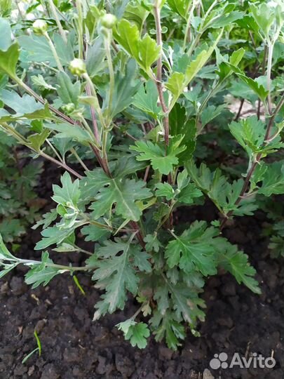 Хризантема корейская