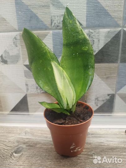 Сансевиерия