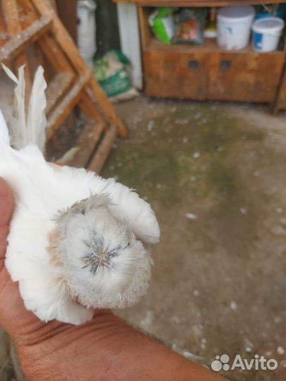 Голуби узбеки продажа