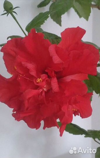 Комнатные цветы отростки Розы Китайской (Гибискус)