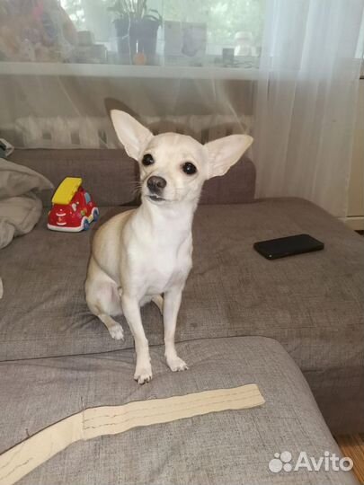 Той-терьер щенки