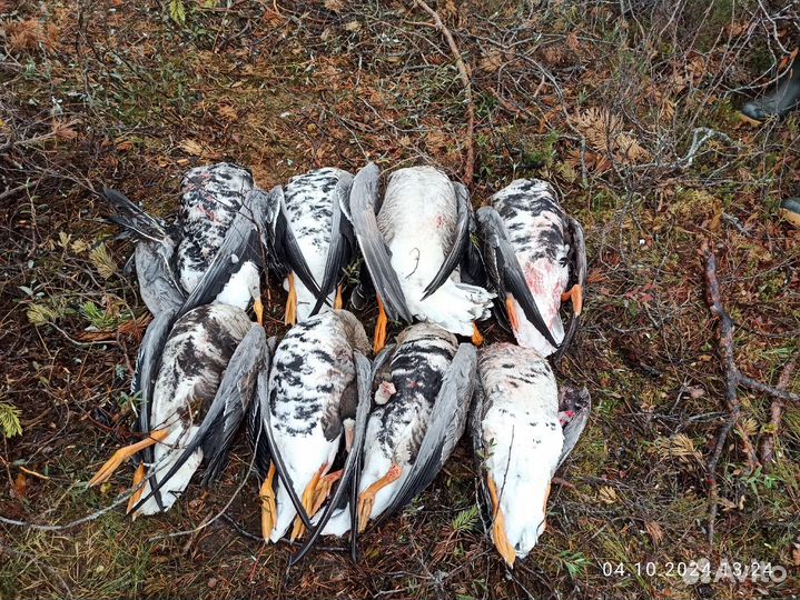 Продам гусей