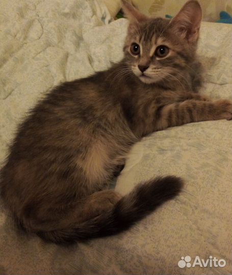 Котята в добрые руки даром