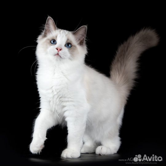 Upper, котенок рэгдолл