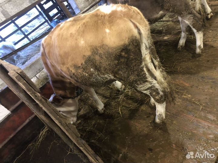 Бычки и телки