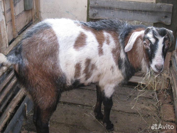 Козел на вязку