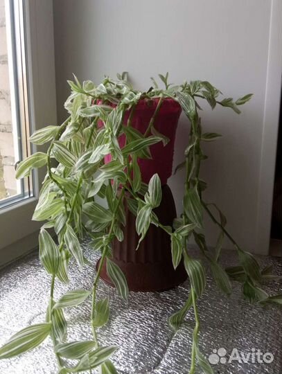 Традесканция полосатая