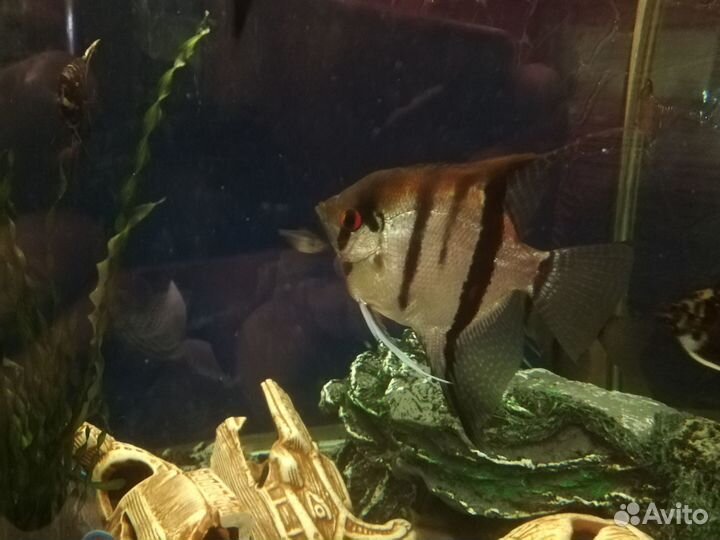 Рыбки для аквариума