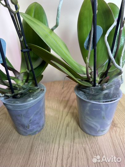 Орхидея мультифлора Триксион,h38