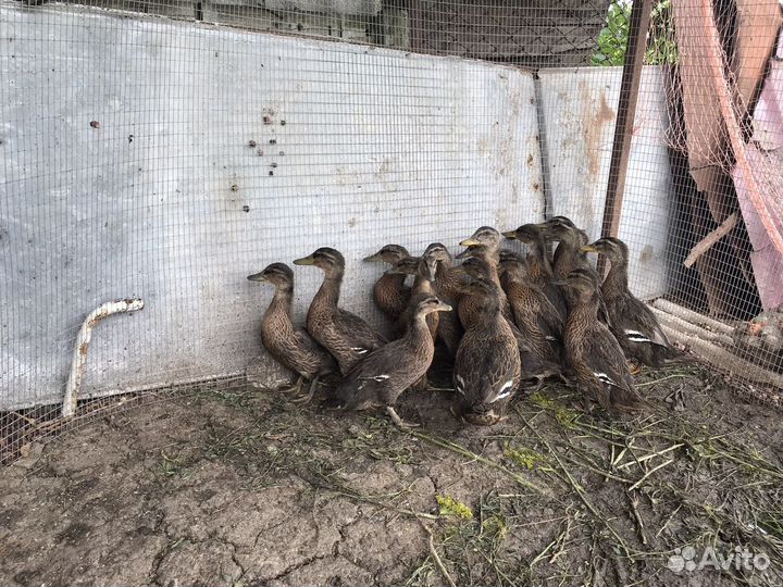 Утята дикой утки