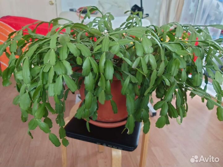 Декабрист Шлюмбергера