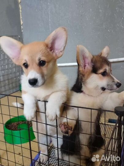 Вельш корги пемброк девочки и мальчики