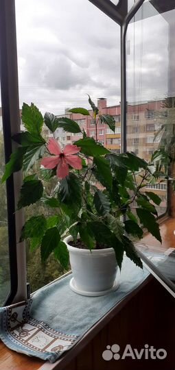 Комнатные растения