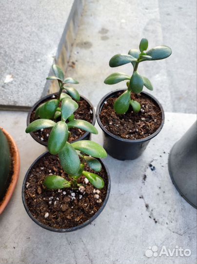 Сортовая пеларгон red rambler, хавортия, Эпипремну