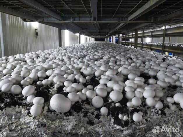 Мицелий для выращивания Шампиньонов