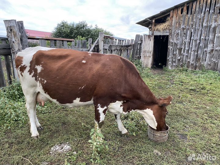 Корова дойная, 5 отелов