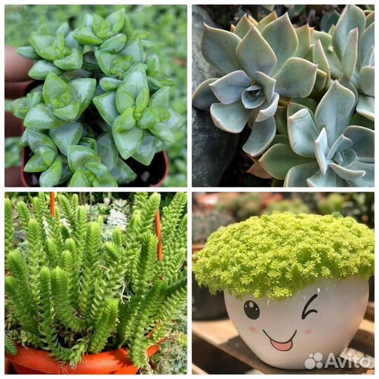 Флорариум суккуленты