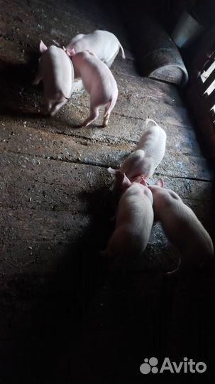 Продам поросят