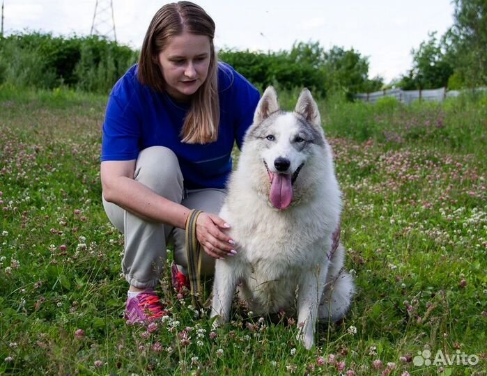 Собака в добрые руки