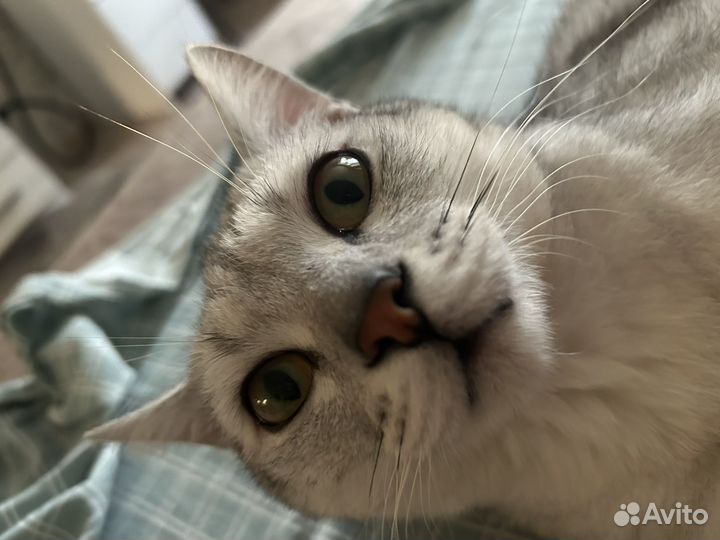 Британский