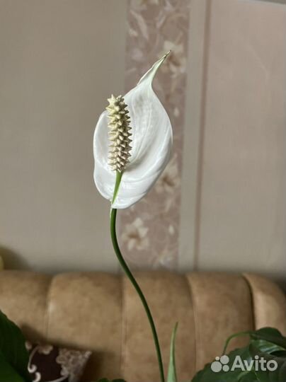 Спатифиллум сейчас цветет женское счастье