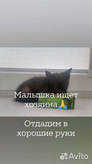 Кошка в дар бесплатно