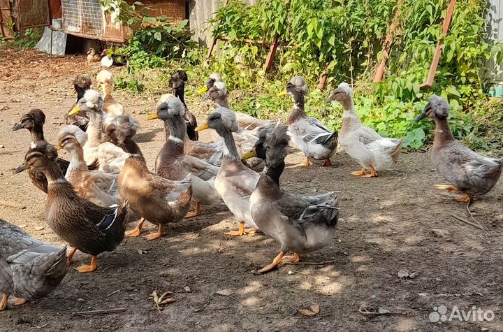 Утки хохлатые