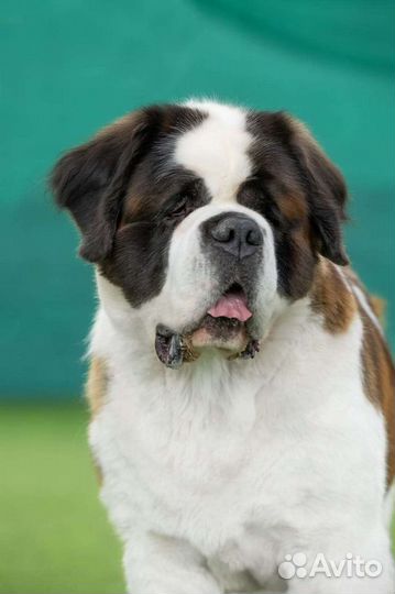 Сенбернар вязка