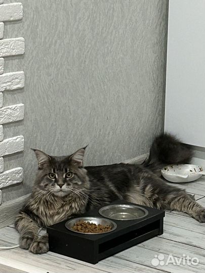 Кот мейн-кун вязка