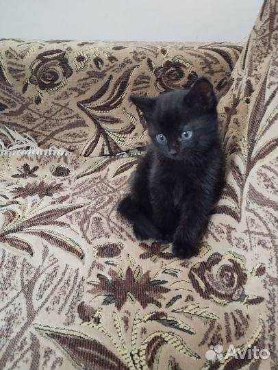 Отдам в добрые руки домашних игривых котят