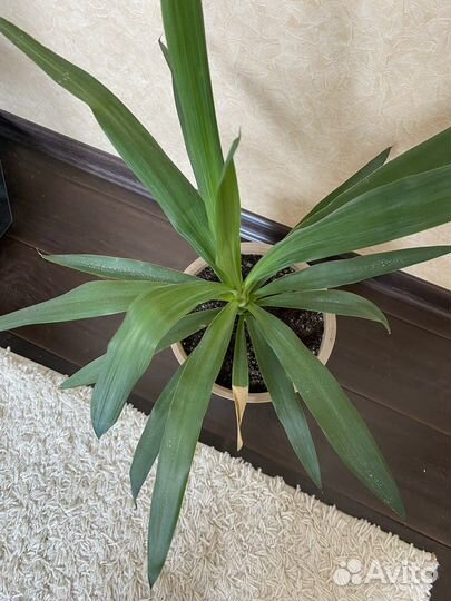 Пальма юкка