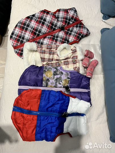 Одежда для собак