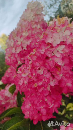 Гортензия на срезку