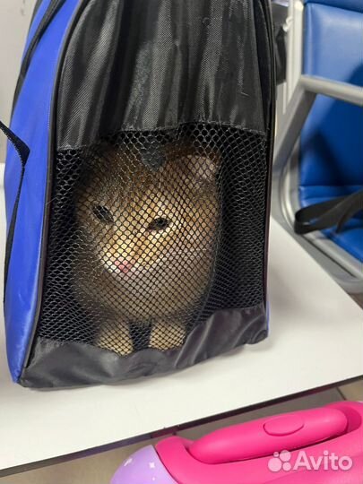 Потерялся кот