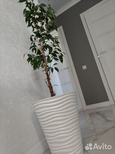 Фикус бенджамина