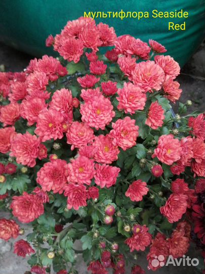 Рассада хризантемы