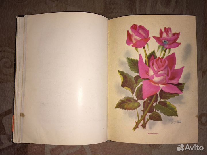 «Розы» В. Клименко