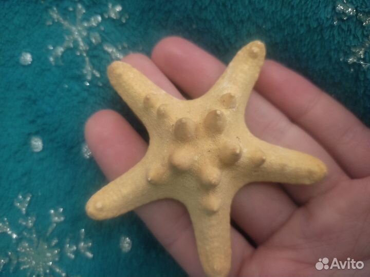 Коллекция ракушек для аквариума