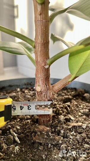 Фикус эластика робуста 115 см