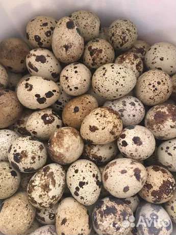 Яйца перепелиные