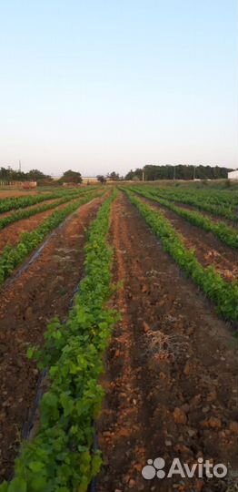 Саженцы винограда