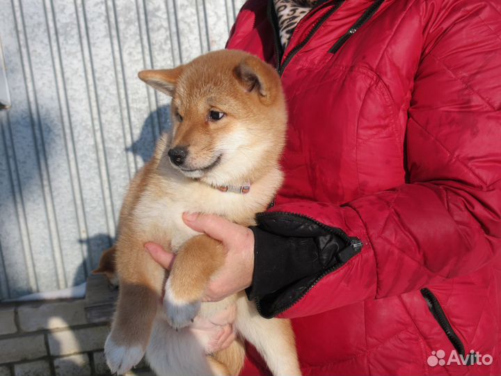 Щенки сиба шиба ину