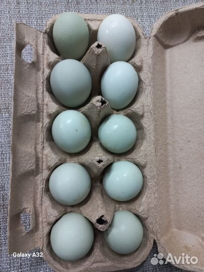 Яйцо инкубационное кур породы амераукана