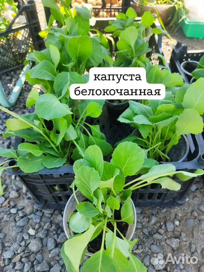 Рассада овощи, цветы